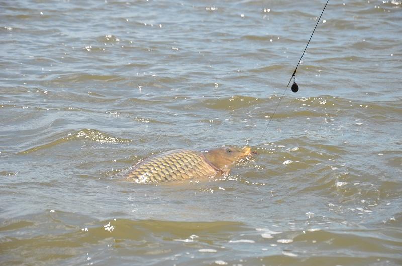 Sarulesti - Mai 2013 - andrei-vladeanu-pescuit-sarulesti-2.JPG